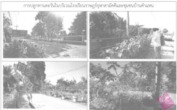 การผลิตทานตะวันเป็นพืชหมุนเวียนในนาข้าวเพื่อเป็นแหล่งเมล็ดพันธุ์ ในการผลิตต้นอ่อนทานตะวัน และเป็นแหล่งสารเสริมในสูตรอาหารสัตว์